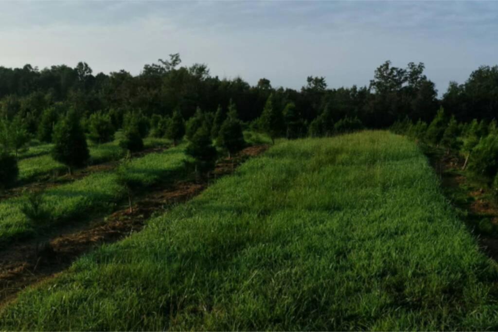 Rural Life On A Real Christmas Tree Farm! Hallmark Experience! Ozark Zewnętrze zdjęcie