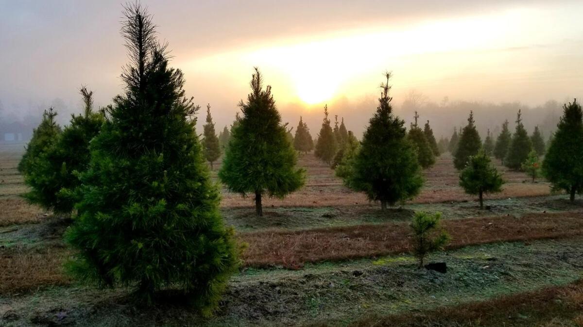 Rural Life On A Real Christmas Tree Farm! Hallmark Experience! Ozark Zewnętrze zdjęcie