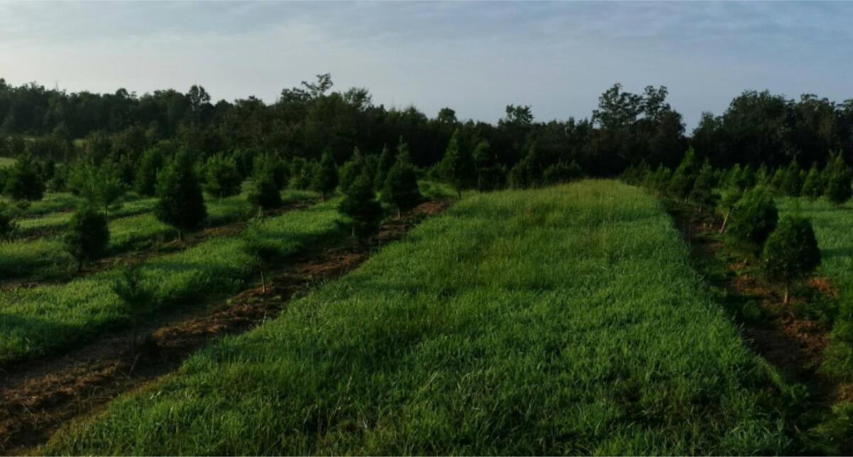 Rural Life On A Real Christmas Tree Farm! Hallmark Experience! Ozark Zewnętrze zdjęcie